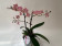 Phalaenopsis Odorion 'Peloric' (2 Rispen)