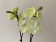 Phalaenopsis Yellow Stone (2 Rispen)