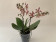 Phalaenopsis Bronze Maiden (2 Rispen)