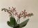Phalaenopsis Bronze Maiden (2 Rispen)
