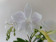Phalaenopsis Manta Penida 'alba' (2 Rispen)