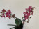 Phalaenopsis Diffusion 'Peloric' (2 Rispen)