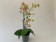 Phalaenopsis Cousteau 'Peloric' (2-3 Rispen)