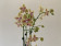Phalaenopsis Cousteau 'Peloric' (2-3 Rispen)