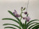 Vanda Dark Purple Spots