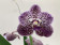 Vanda Dark Purple Spots