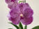 Vanda Mme Rattana A/M x Kasem's Delight (in Knospe/Blüte)