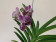 Vanda Blackberry Delight (in Blüte / Knospe)
