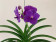 Vanda Blue Stick