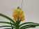 Ascocenda Magic Orange (in Knospe / Blüte)