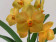 Ascocenda Magic Orange (in Knospe / Blüte)