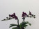 Doritaenopsis Little Black Pearl (2 Rispenansätze)