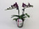 Doritaenopsis Little Black Pearl (2 Rispen)