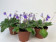 Gratisgeschenk (Petrocosmea sericea)