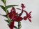 Epidendrum Ballerina 'Red' (1-2 Rispen)