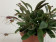 Masdevallia nidifica 'Red' (in Blüte/Knospe)