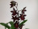 Colmanara Wildcat 'Black Cat' (1 Rispe)