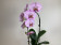 Phalaenopsis Sexy Pink (2 Rispen)