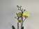 Phalaenopsis Jamaica 'Big lip' (2 Rispen)