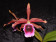 Laelia tenebrosa