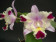 Laeliocattleya Mari's Song HCC/AOS 1