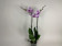 Phalaenopsis Magic Art 'Kizz' (2 Rispen)