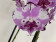 Phalaenopsis Magic Art 'Kizz' (2 Rispen)