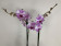 Phalaenopsis Magic Art 'Kizz' (2 Rispen)