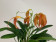Masdevallia ignea x Amazone 'Dracona' (2-3 Stiele)