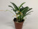 Masdevallia laucheana