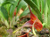 Masdevallia peristeria 2