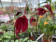 Masdevallia Red Magic (in Blüte/Knospe)