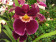 Miltoniopsis Hybride (2 Rispen)