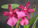 Miltonia spectabilis morelliana Hybride 1