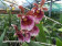 Miltonia warscewizcii