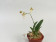 Oncidium hians