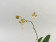 Oncidium hians