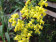 Oncidium cheirophorum 2