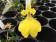 Oncidium concolor