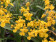 Oncidium Fragrancia x cheirophorum