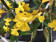 Oncidium Lemon Tree