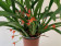 Ornithidium coccineum