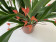 Ornithidium coccineum