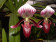 Paphiopedilum barbatum 'nigritum' 1