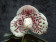 Paphiopedilum bellatulum 2