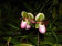 Paphiopedilum glaucophyllum 3