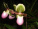 Paphiopedilum glaucophyllum 4