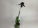 Paphiopedilum Vinicolor 'Schwarze Madonna' x callosum Vinicolor (1 Stiel)