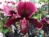 Paphiopedilum Black Jack (1 Stiel)