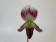 Paphiopedilum callosum 'sublaeve'